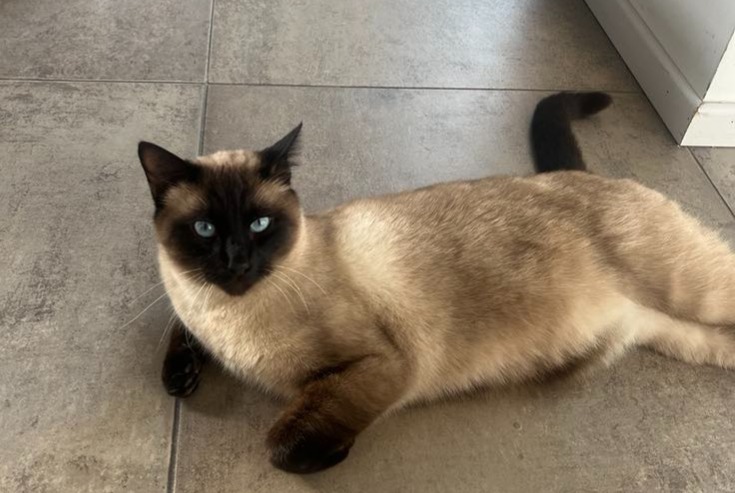 Disappearance alert Cat Male , 4 years Kehl Germany Disappearance alert Cat Male , 4 years Kehl Germany
