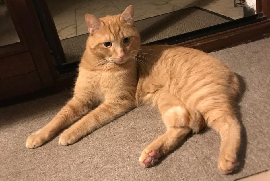 Alerta de Hallazgo Gato  Macho , 2 años Sandhausen Alemania