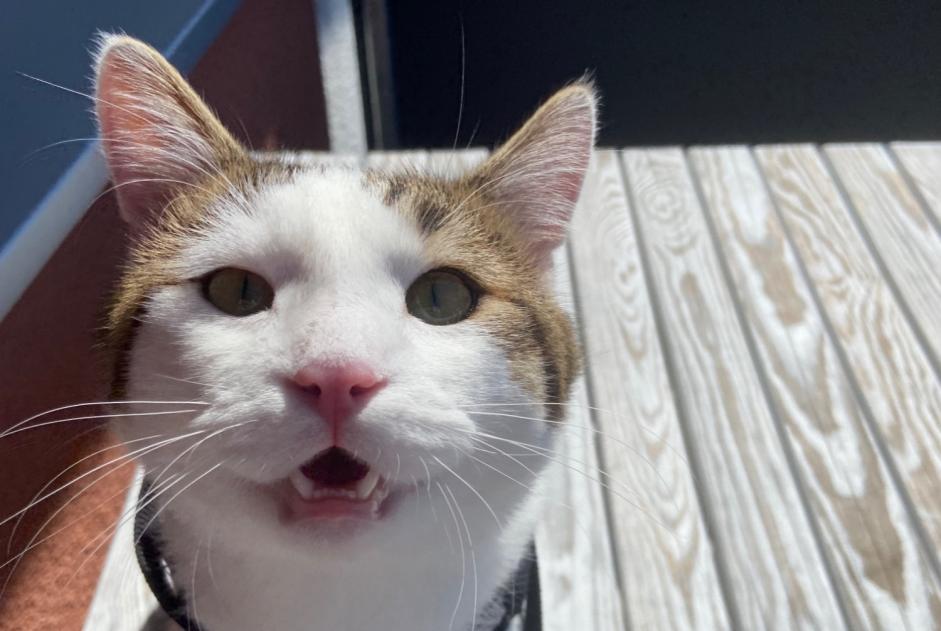 Alerte Disparition Chat croisement Mâle , 1 ans Furtwangen im Schwarzwald Allemagne