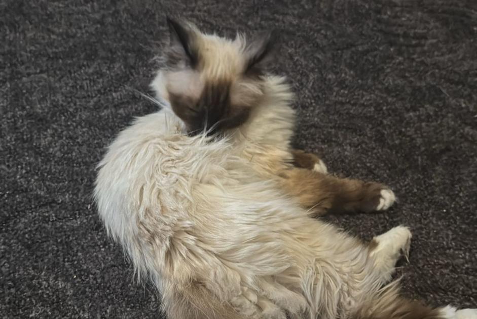 Avviso scomparsa Gatto  Femmina , 3 anni Iffezheim Germania